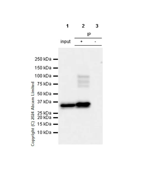 Immunoprecipitation - Anti-Annexin-2/ANXA2 antibody [RM1229] - BSA and Azide free (AB321904)