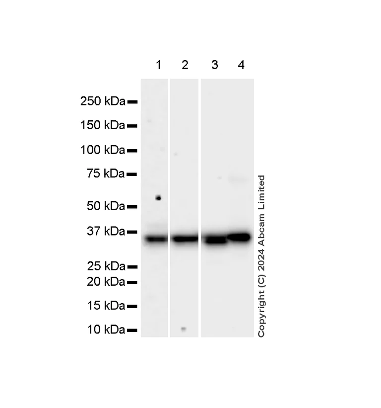 Western blot - Anti-Annexin-2/ANXA2 antibody [RM1229] - BSA and Azide free (AB321904)