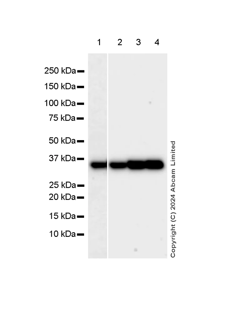Western blot - Anti-Annexin-2/ANXA2 antibody [RM1229] - BSA and Azide free (AB321904)
