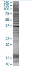 SDS-PAGE - Annexin-2/ANXA2 overexpression 293T lysate (whole cell) (AB94080)