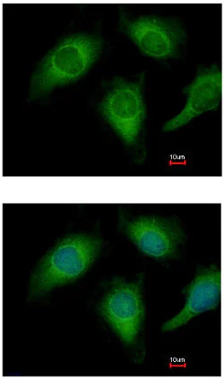 Immunocytochemistry/ Immunofluorescence - Anti-Annexin-4/ANXA4 antibody (AB153883)