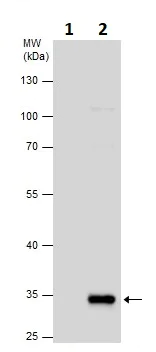 Immunoprecipitation - Anti-Annexin-4/ANXA4 antibody (AB153883)