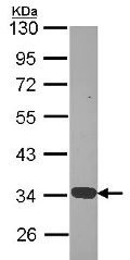 Western blot - Anti-Annexin-4/ANXA4 antibody (AB153883)