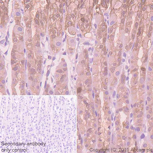 Immunohistochemistry (Formalin/PFA-fixed paraffin-embedded sections) - Anti-Annexin-4/ANXA4 antibody [EPR22929-208] (AB256456)