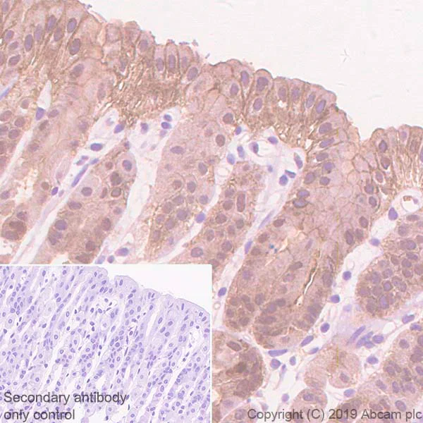 Immunohistochemistry (Formalin/PFA-fixed paraffin-embedded sections) - Anti-Annexin-4/ANXA4 antibody [EPR22929-208] (AB256456)