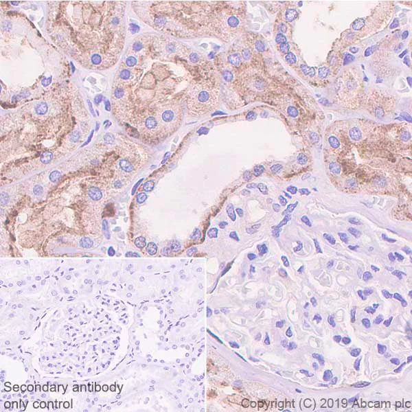 Immunohistochemistry (Formalin/PFA-fixed paraffin-embedded sections) - Anti-Annexin-4/ANXA4 antibody [EPR22929-208] (AB256456)