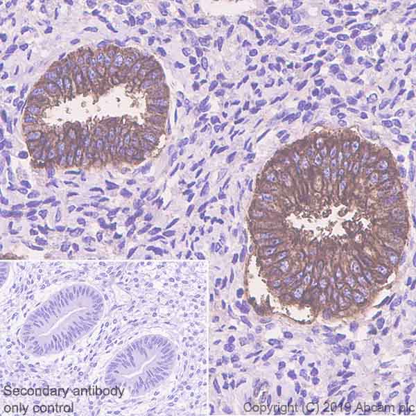 Immunohistochemistry (Formalin/PFA-fixed paraffin-embedded sections) - Anti-Annexin-4/ANXA4 antibody [EPR22929-208] (AB256456)