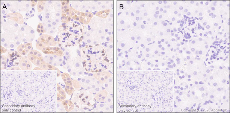 Immunohistochemistry (Formalin/PFA-fixed paraffin-embedded sections) - Anti-Annexin-4/ANXA4 antibody [EPR22929-208] (AB256456)