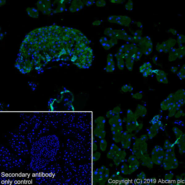 Immunohistochemistry (Frozen sections) - Anti-Annexin-4/ANXA4 antibody [EPR22929-208] (AB256456)