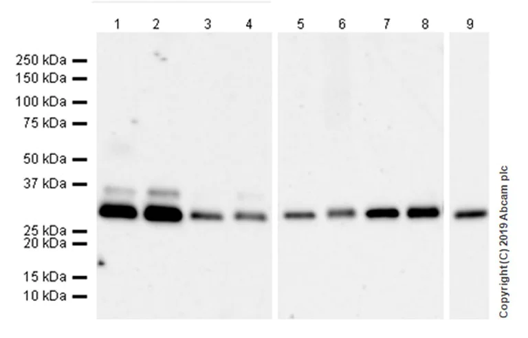 Western blot - Anti-Annexin-4/ANXA4 antibody [EPR22929-208] (AB256456)