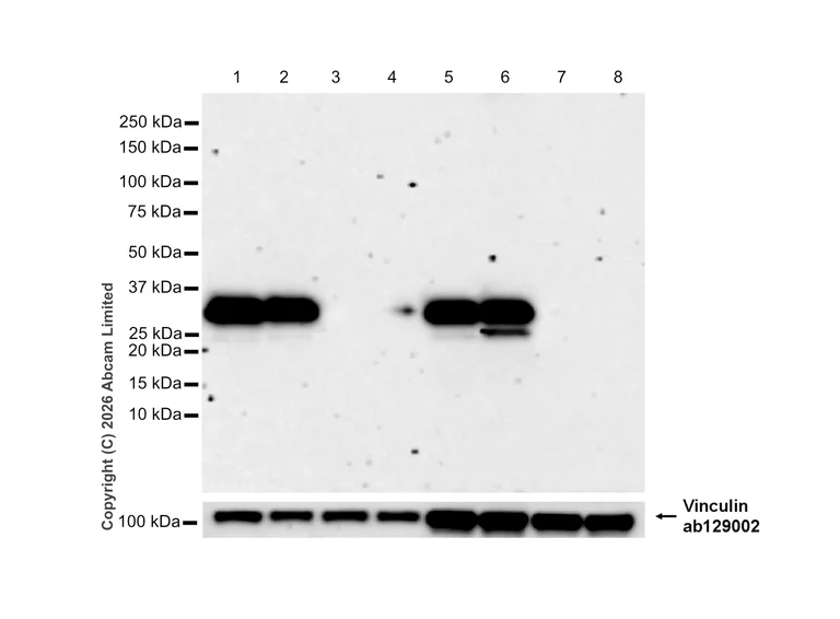 Western blot - Anti-Annexin-4/ANXA4 antibody [EPR22929-208] (AB256456)