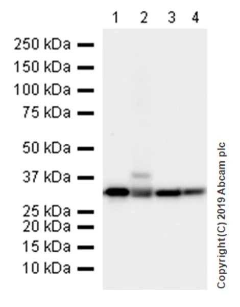 Western blot - Anti-Annexin-4/ANXA4 antibody [EPR22929-208] (AB256456)