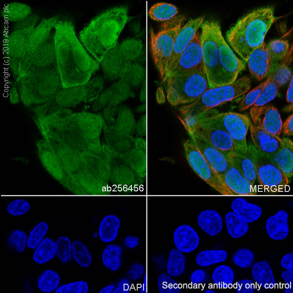 Immunocytochemistry/ Immunofluorescence - Anti-Annexin-4/ANXA4 antibody [EPR22929-208] - BSA and Azide free (ab259999), expandable thumbnail