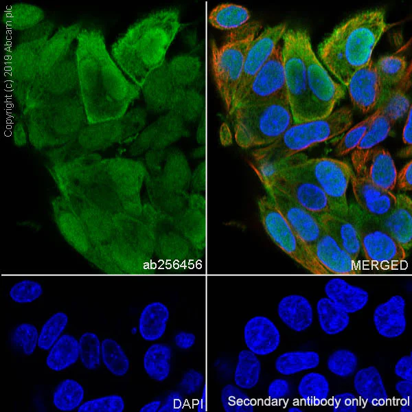 Immunocytochemistry/ Immunofluorescence - Anti-Annexin-4/ANXA4 antibody [EPR22929-208] - BSA and Azide free (AB259999)