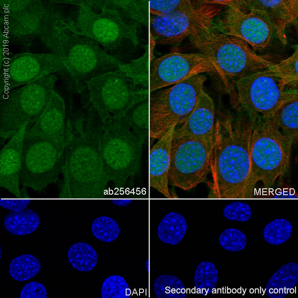 Immunocytochemistry/ Immunofluorescence - Anti-Annexin-4/ANXA4 antibody [EPR22929-208] - BSA and Azide free (ab259999), expandable thumbnail