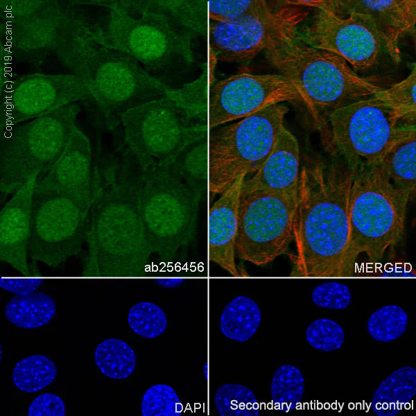 Immunocytochemistry/ Immunofluorescence - Anti-Annexin-4/ANXA4 antibody [EPR22929-208] - BSA and Azide free (AB259999)