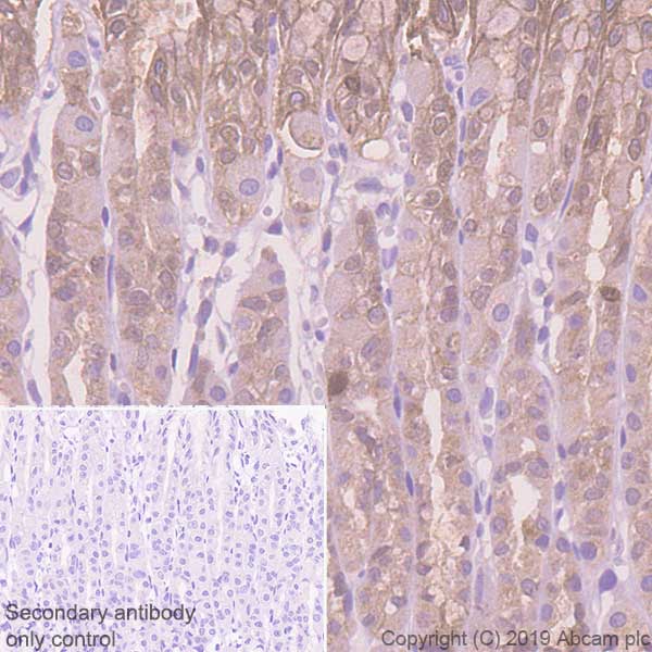 Immunohistochemistry (Formalin/PFA-fixed paraffin-embedded sections) - Anti-Annexin-4/ANXA4 antibody [EPR22929-208] - BSA and Azide free (AB259999), expandable thumbnail