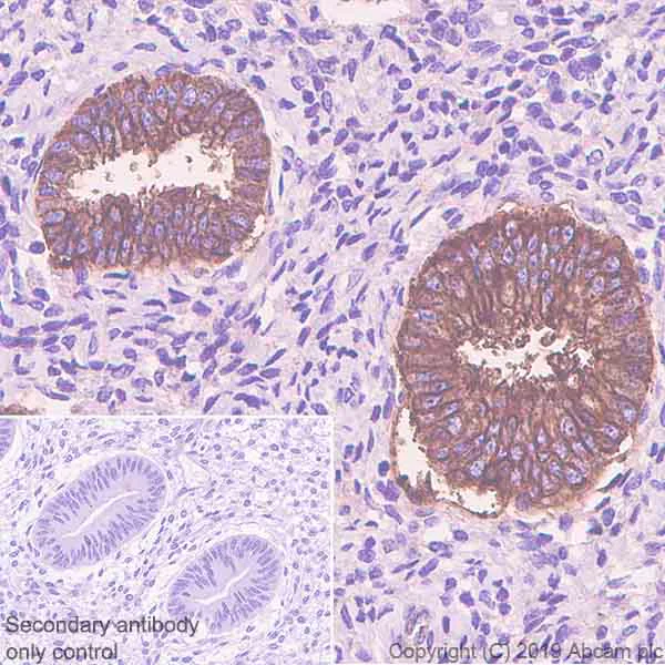 Immunohistochemistry (Formalin/PFA-fixed paraffin-embedded sections) - Anti-Annexin-4/ANXA4 antibody [EPR22929-208] - BSA and Azide free (AB259999)