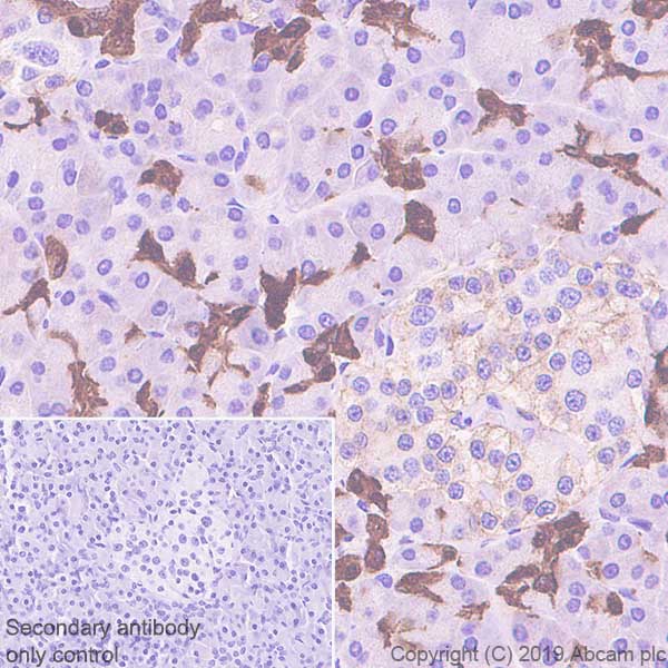 Immunohistochemistry (Formalin/PFA-fixed paraffin-embedded sections) - Anti-Annexin-4/ANXA4 antibody [EPR22929-208] - BSA and Azide free (AB259999), expandable thumbnail