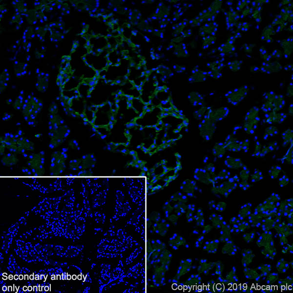 Immunohistochemistry (Frozen sections) - Anti-Annexin-4/ANXA4 antibody [EPR22929-208] - BSA and Azide free (ab259999), expandable thumbnail