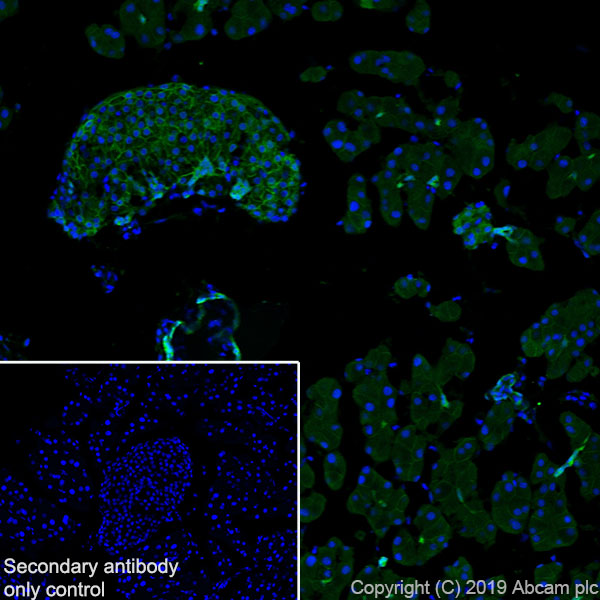 Immunohistochemistry (Frozen sections) - Anti-Annexin-4/ANXA4 antibody [EPR22929-208] - BSA and Azide free (ab259999), expandable thumbnail