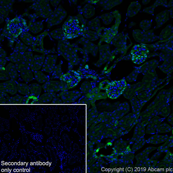 Immunohistochemistry (Frozen sections) - Anti-Annexin-4/ANXA4 antibody [EPR22929-208] - BSA and Azide free (ab259999), expandable thumbnail