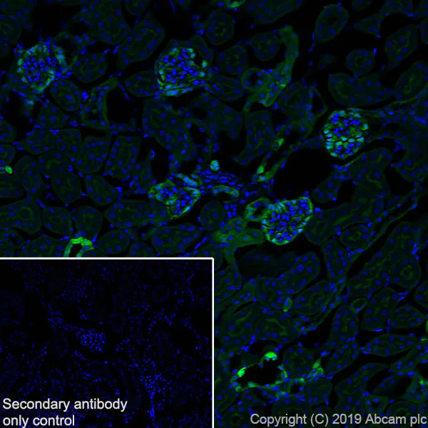 Immunohistochemistry (Frozen sections) - Anti-Annexin-4/ANXA4 antibody [EPR22929-208] - BSA and Azide free (AB259999)