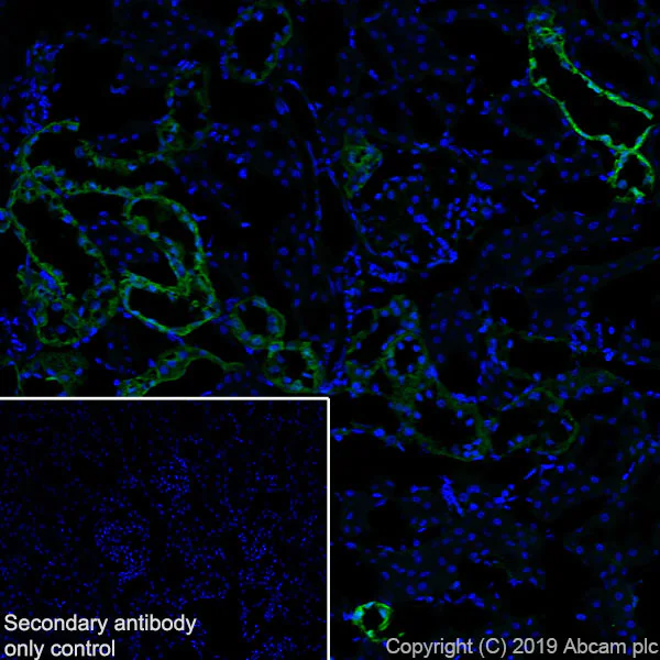 Immunohistochemistry (Frozen sections) - Anti-Annexin-4/ANXA4 antibody [EPR22929-208] - BSA and Azide free (AB259999)