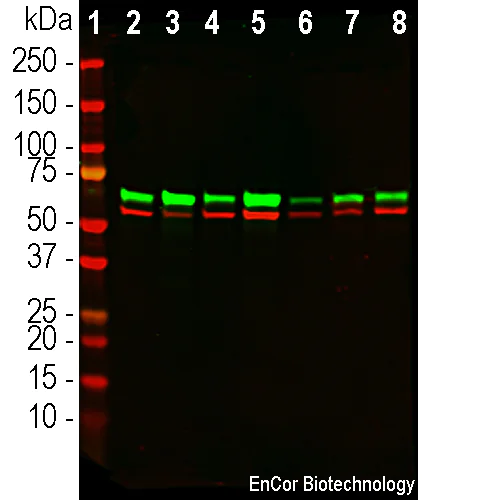 Western blot - Anti-Annexin-6/ANXA6 antibody [4G3] (AB315196)