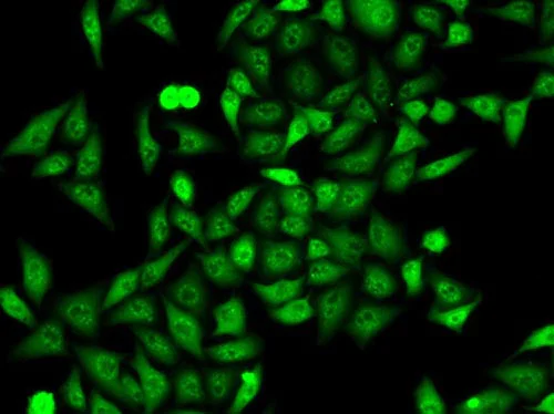 Immunocytochemistry/ Immunofluorescence - Anti-Annexin-6/ANXA6 antibody (AB196942)