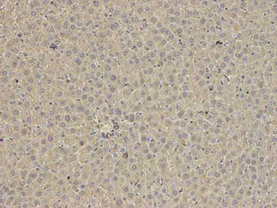 Immunohistochemistry (Formalin/PFA-fixed paraffin-embedded sections) - Anti-Annexin-6/ANXA6 antibody (AB196942)