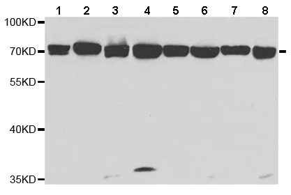 Western blot - Anti-Annexin-6/ANXA6 antibody (AB196942)