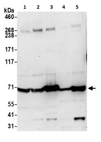 Western blot - Anti-Annexin-6/ANXA6 antibody (AB226410)