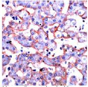 Immunohistochemistry (Formalin/PFA-fixed paraffin-embedded sections) - Anti-Annexin-6/ANXA6 antibody (AB31026)