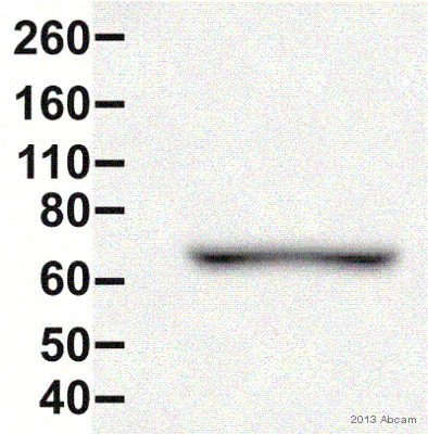 Anti-Annexin-6/ANXA6 antibody