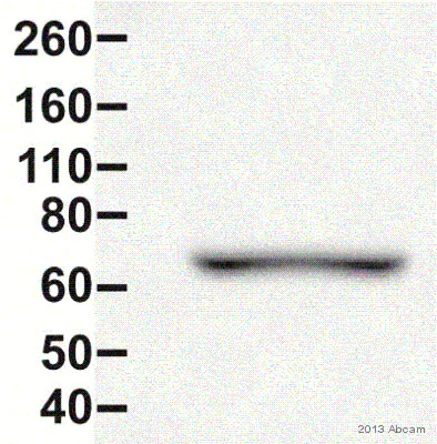 Western blot - Anti-Annexin-6/ANXA6 antibody (AB31026)