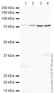 Western blot - Anti-Annexin-6/ANXA6 antibody (AB31026)