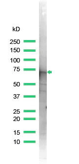 Western blot - Anti-Annexin-6/ANXA6 antibody (AB31026)