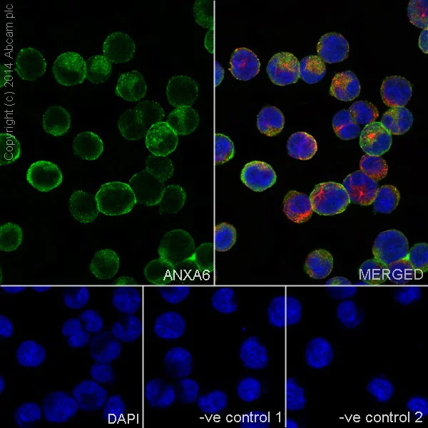 Immunocytochemistry/ Immunofluorescence - Anti-Annexin-6/ANXA6 antibody [EPR17308] - BSA and Azide free (AB251272)