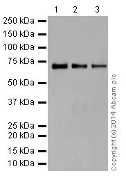Western blot - Anti-Annexin-6/ANXA6 antibody [EPR17308] - BSA and Azide free (AB251272)