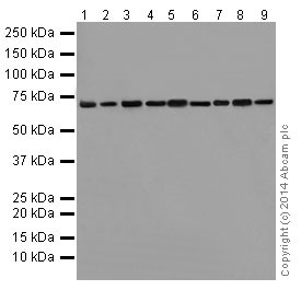 Western blot - Anti-Annexin-6/ANXA6 antibody [EPR17308] - N-terminal (AB199422), expandable thumbnail