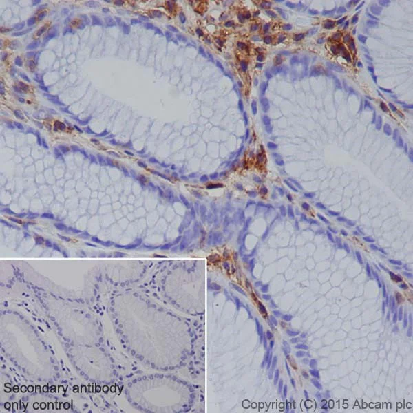 Immunohistochemistry (Formalin/PFA-fixed paraffin-embedded sections) - Anti-Annexin-6/ANXA6 antibody [EPR19517] (AB201023)
