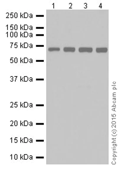 Western blot - Anti-Annexin-6/ANXA6 antibody [EPR19517] (AB201023)