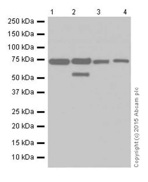 Western blot - Anti-Annexin-6/ANXA6 antibody [EPR19517] (AB201023)