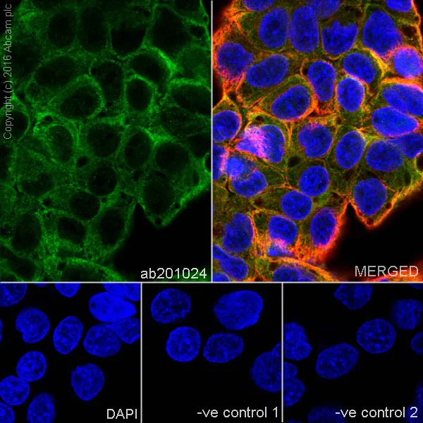 Immunocytochemistry/ Immunofluorescence - Anti-Annexin-6/ANXA6 antibody [EPR19536] (AB201024)