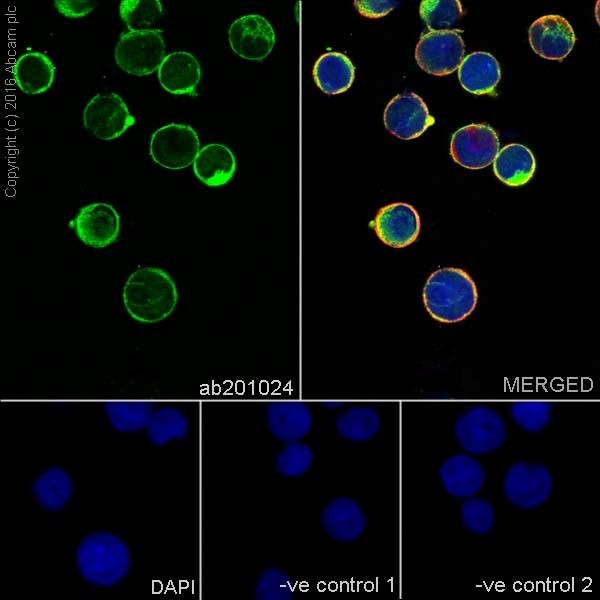 Immunocytochemistry/ Immunofluorescence - Anti-Annexin-6/ANXA6 antibody [EPR19536] (AB201024)