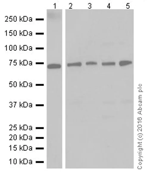 Western blot - Anti-Annexin-6/ANXA6 antibody [EPR19536] (AB201024)
