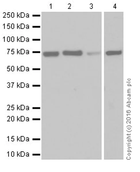 Western blot - Anti-Annexin-6/ANXA6 antibody [EPR19536] (AB201024)