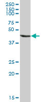 Western blot - Anti-Annexin-7/ANXA7 antibody (AB88539), expandable thumbnail