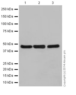 Western blot - Anti-Annexin-7/ANXA7 antibody [EPR16173] - BSA and Azide free (AB251259)